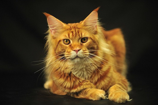 New Litter Available - BUY MAINE COON KITTENS HERE - MAINE COON KITTENS ...