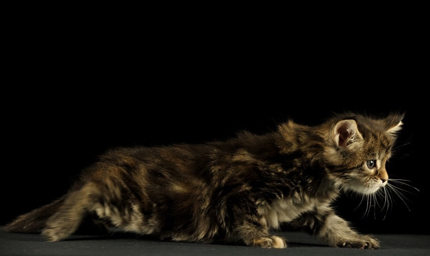 New Litter Available - BUY MAINE COON KITTENS HERE - MAINE COON KITTENS